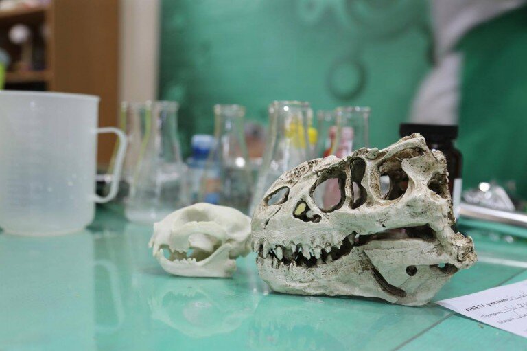 Праздник Все включено Путешествие с Динозавриком 